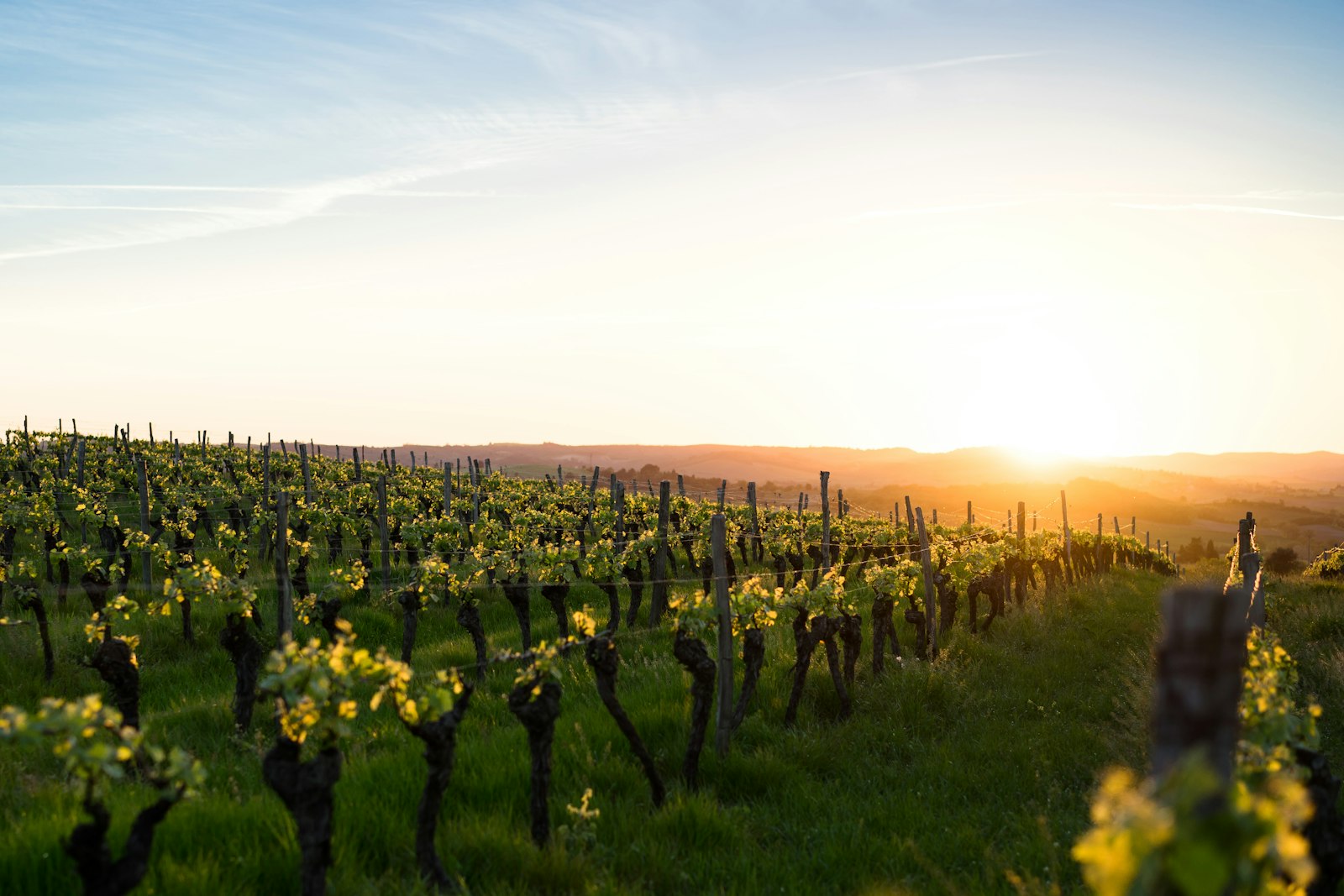 Rangs de vigne en coteaux baignés par la lumière du soir